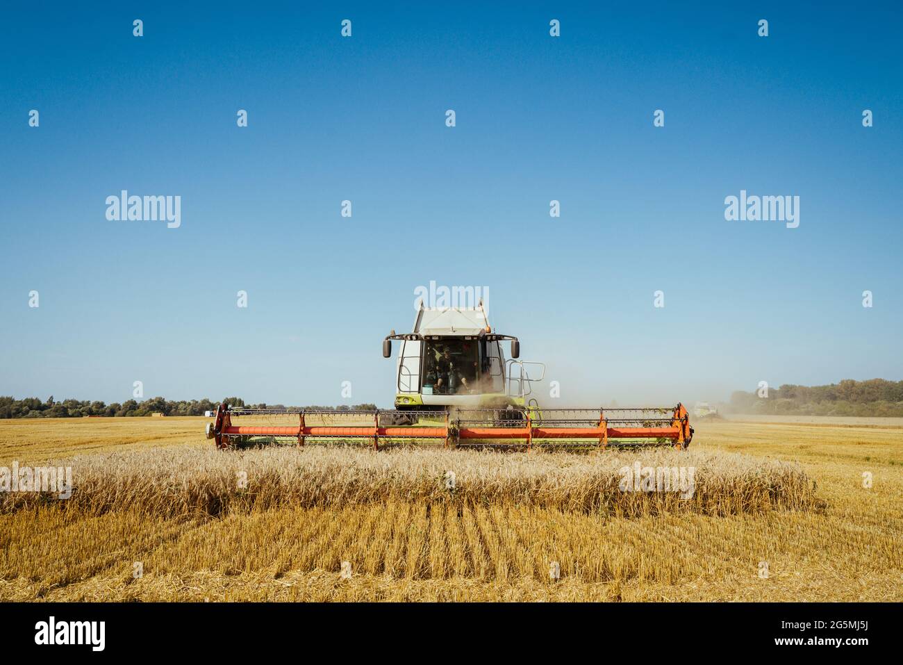 Mähdrescher erntet reifen Weizen. Reife Ohren von Gold Feld auf dem Sonnenuntergang bewölkt orange Himmel Hintergrund. Konzept einer reichen Ernte. Landwirtschaft Stockfoto