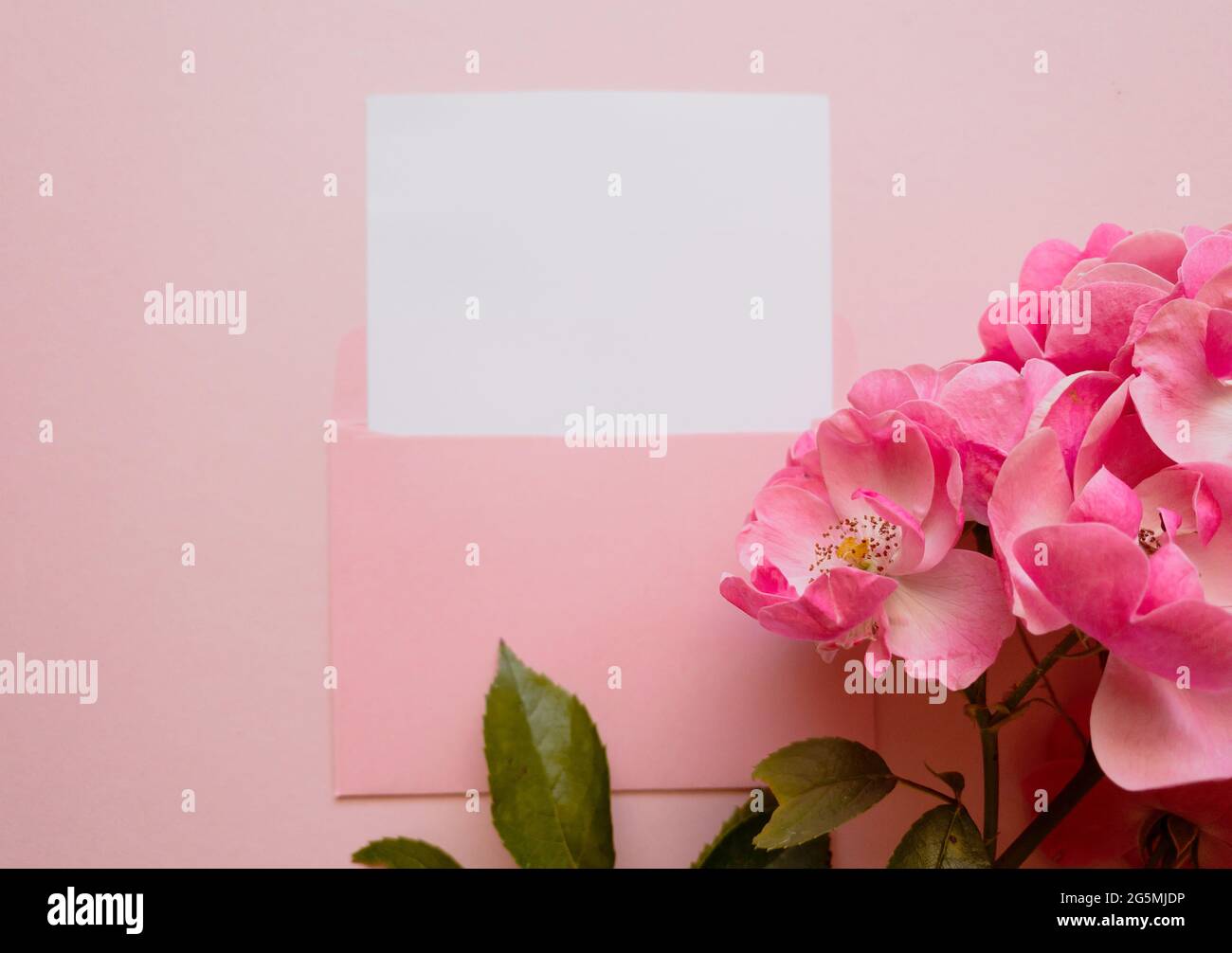 Pinker Umschlag mit einem weißen Mockup-Blatt und einem Zweig leuchtend rosa Rose daneben auf rosa Hintergrund Stockfoto
