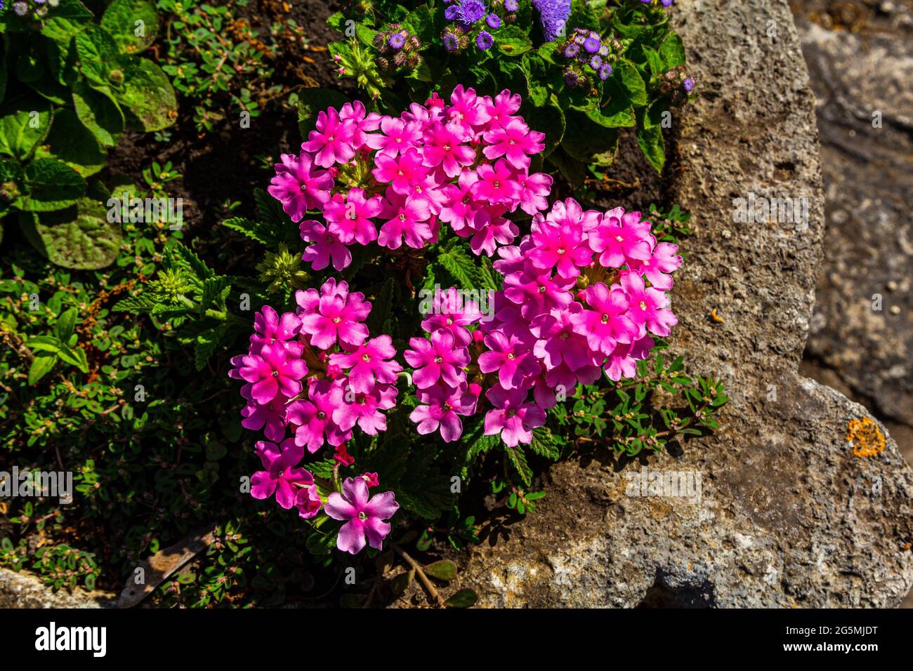 Blumen im Garten. Rosa Blumen im Garten. Lila Blüten. Stockfoto