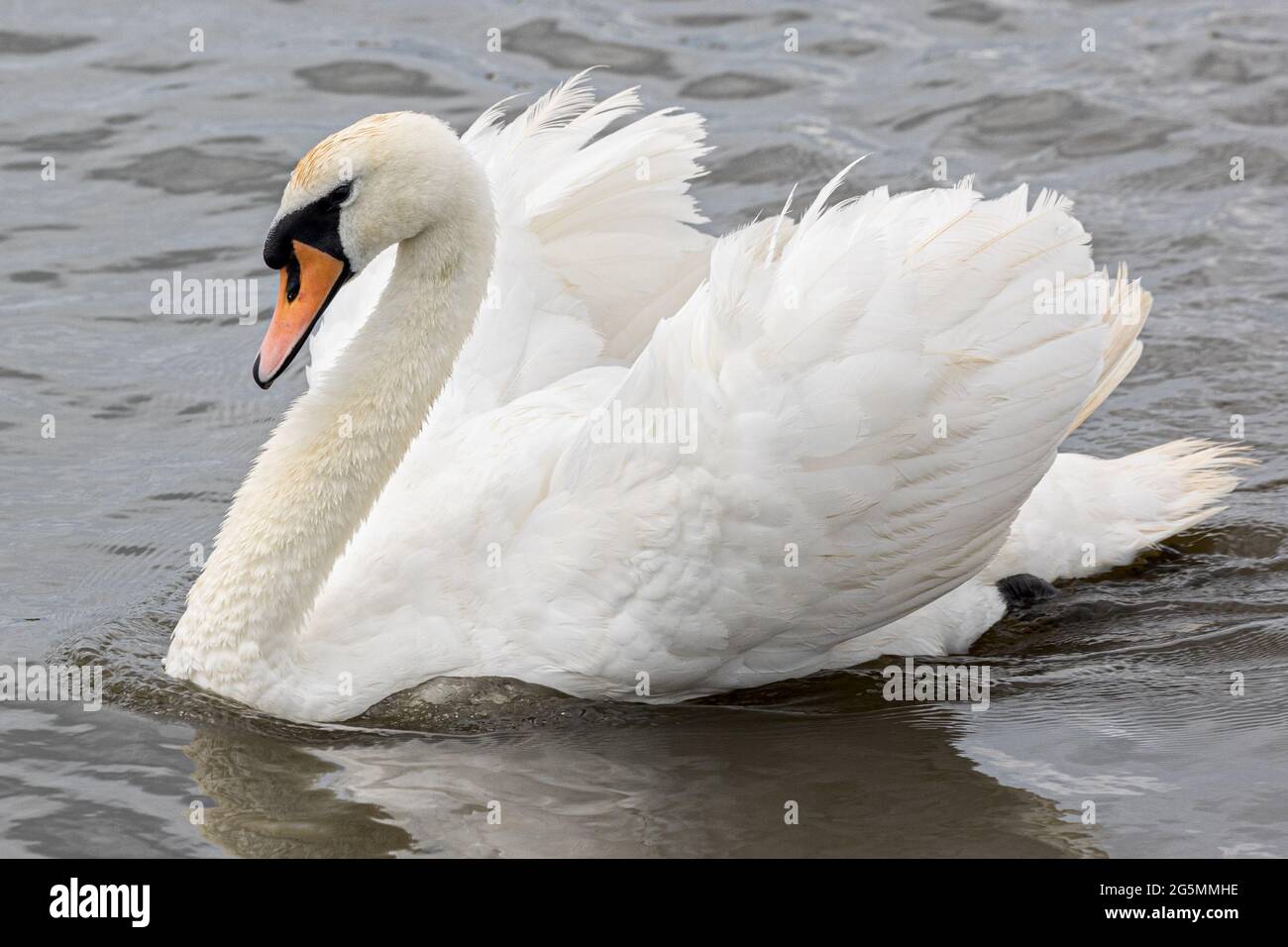 Busking Mute Swan, Cygnus olor, Abbotsbury Swannery, Abbotsbury, Dorset, VEREINIGTES KÖNIGREICH Stockfoto