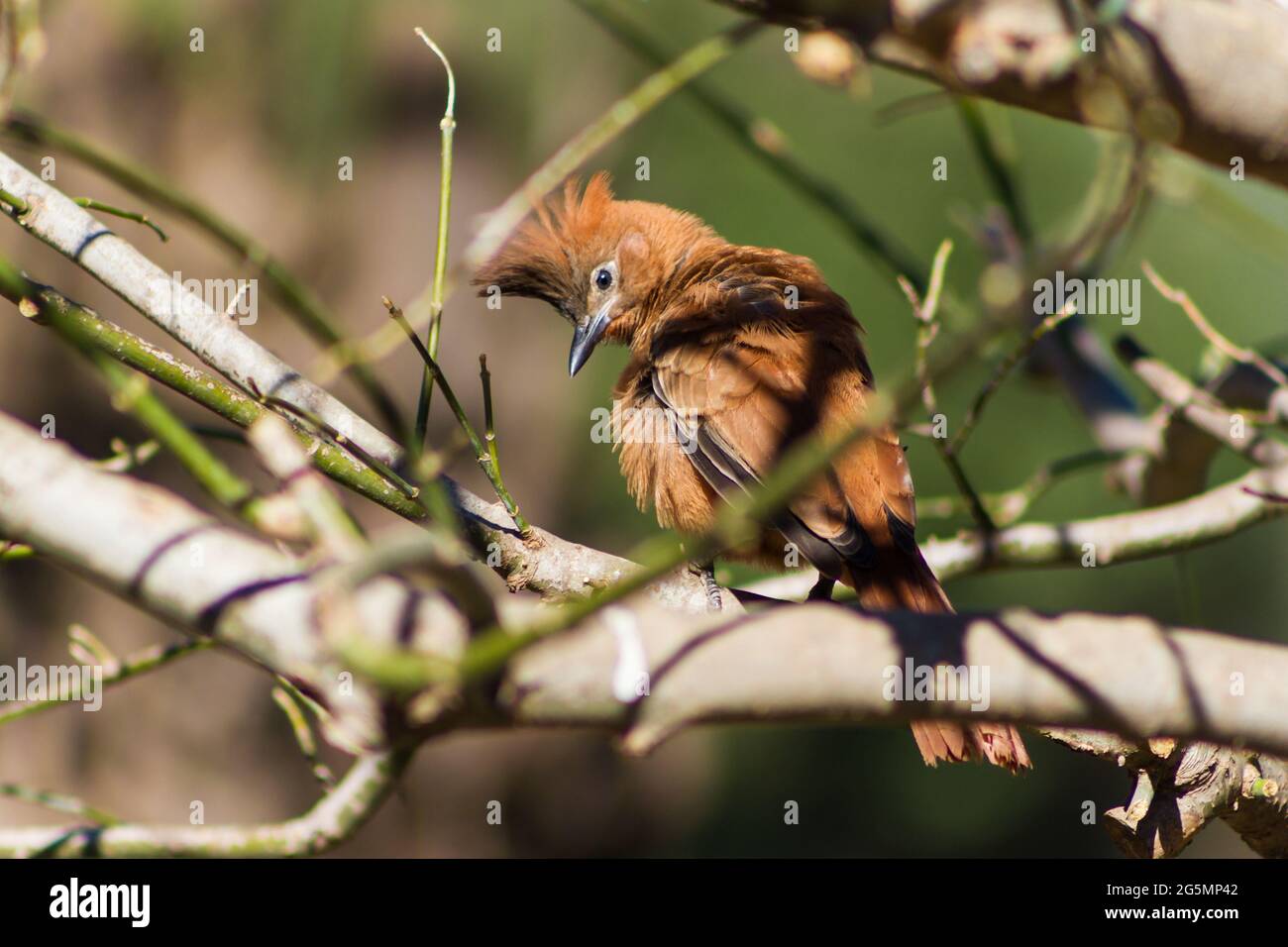 Pseudoseisura-Lophoten, Vogel, der Südamerika bewohnt Stockfoto