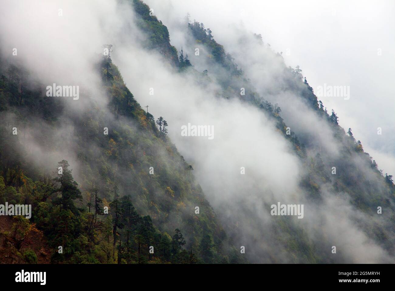 Bergregenwald, Blick vom Makalu Barun Nationalpark, Nepal Himalaya Stockfoto