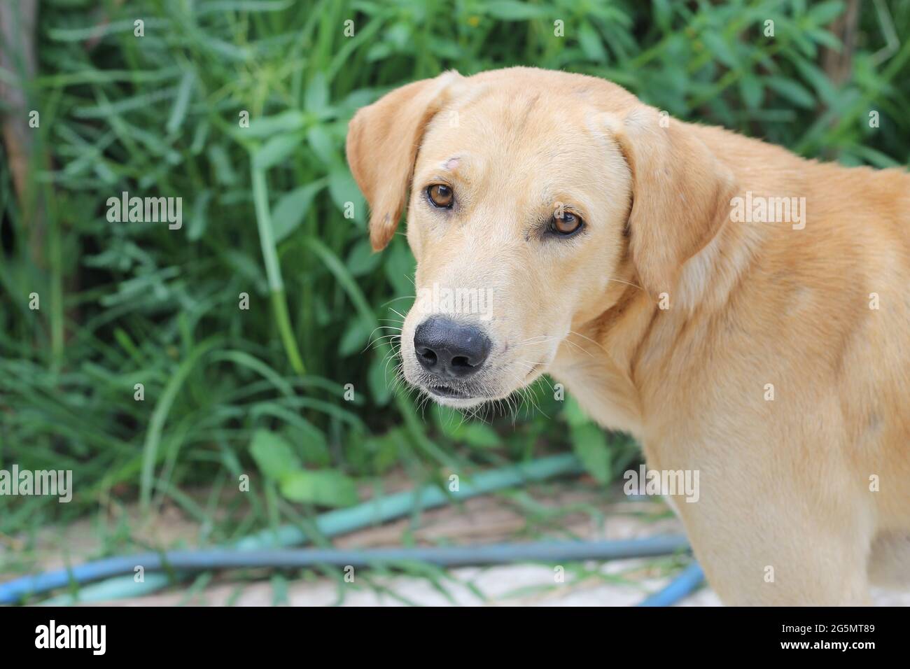 Der braune Hund blickte auf und zeigte seine beiden Augen. Stockfoto