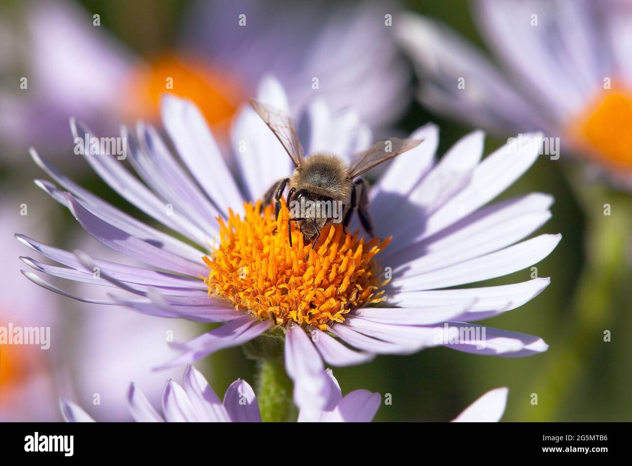 Detail der Biene oder Honigbiene in Latein APIs Mellifera, europäische oder westliche Honigbiene auf der violetten oder blauen Blume sitzend Stockfoto