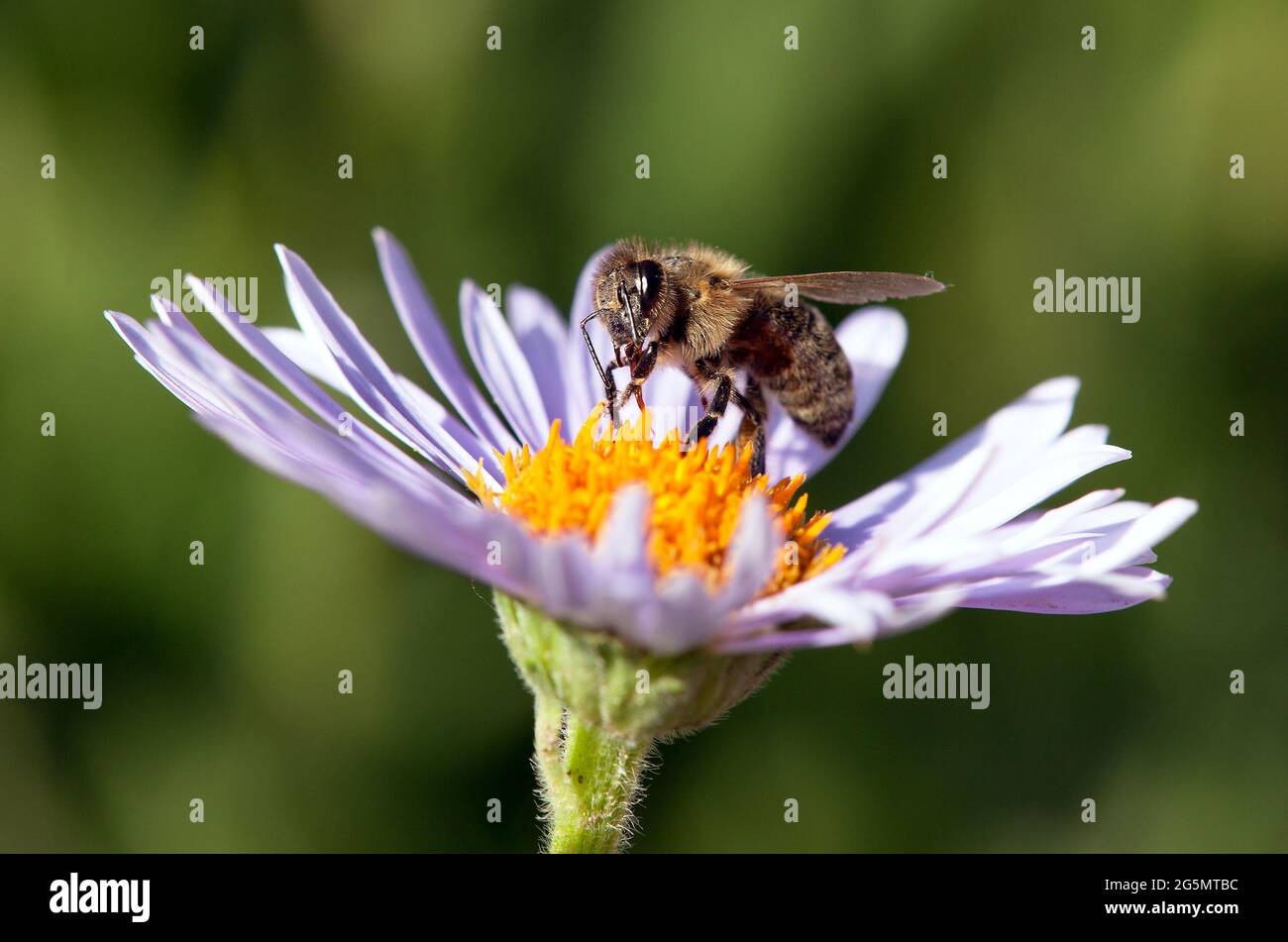 Detail der Biene oder Honigbiene in Latein APIs Mellifera, europäische oder westliche Honigbiene auf der violetten oder blauen Blume sitzend Stockfoto