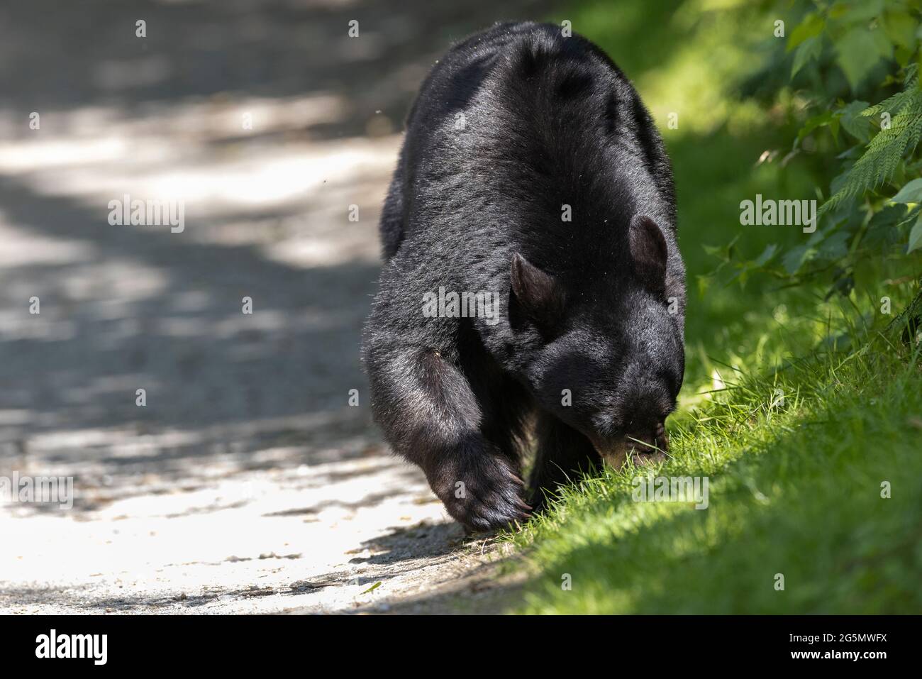 Schwarzbär beim Beerenessen in Coquitlam BC Kanada Stockfoto