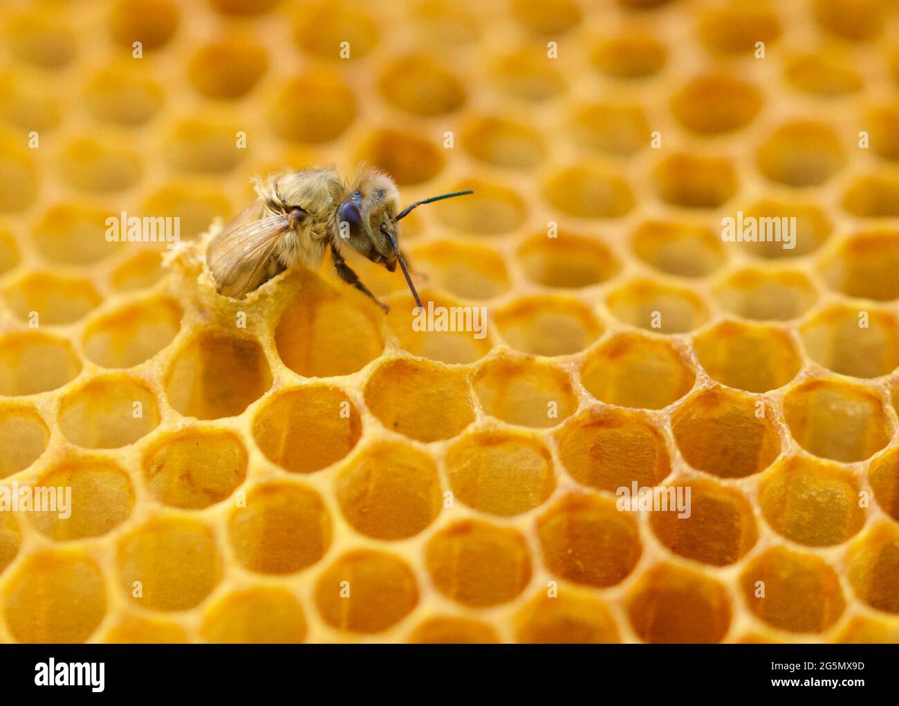 Nahaufnahme der neuen Honigbiene (APIs mellifera), die aus ihrer Brutzelle mit Kopf, Thorax, Vorderbein und einem Teil ihres Flügels außerhalb der Wachszelle hervortritt. Stockfoto