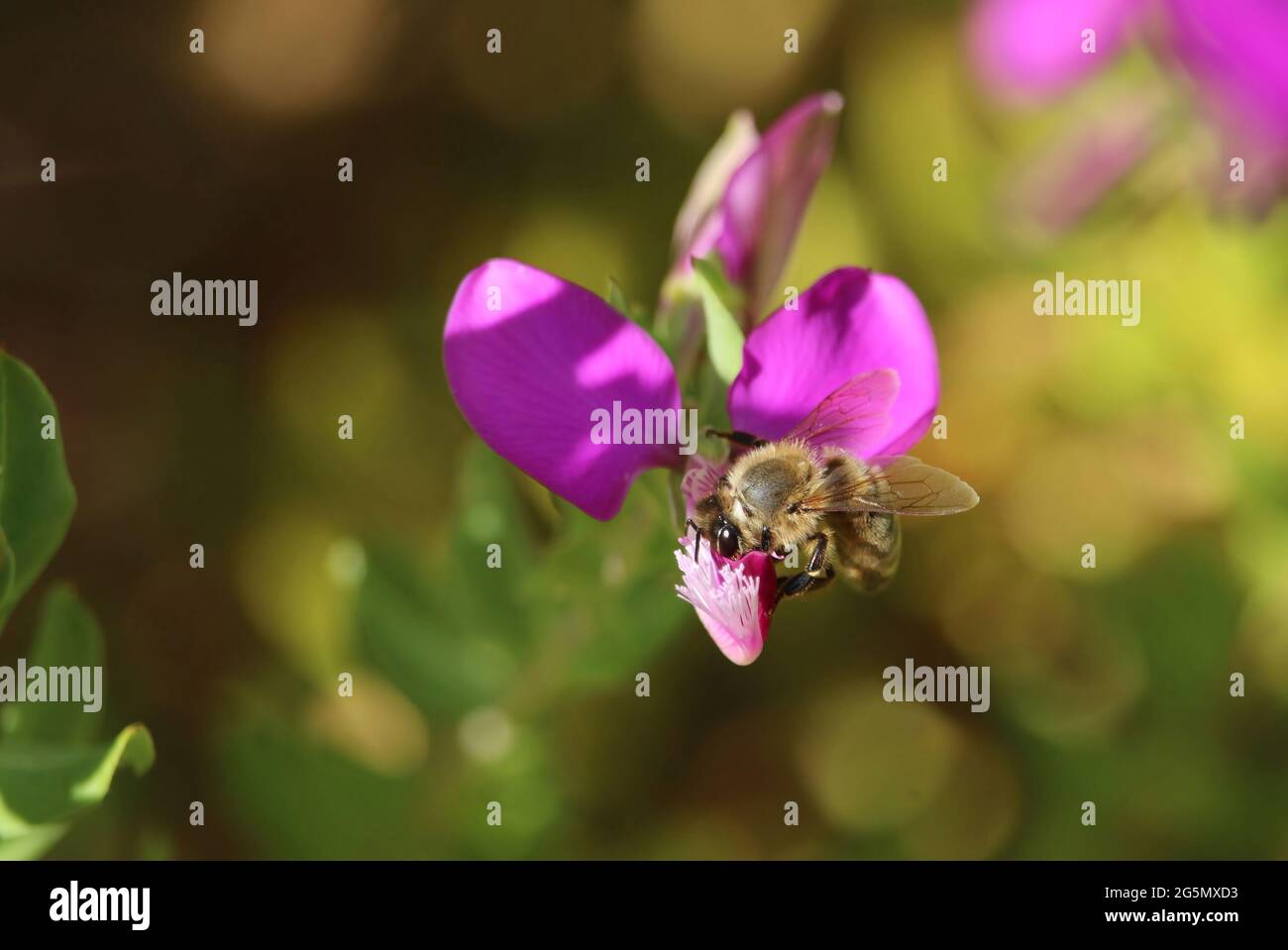 WESTERN Honey Bee (APIs mellifera) sammelt Nektar aus der Polygala Dazzler Blume, Südaustralien Stockfoto