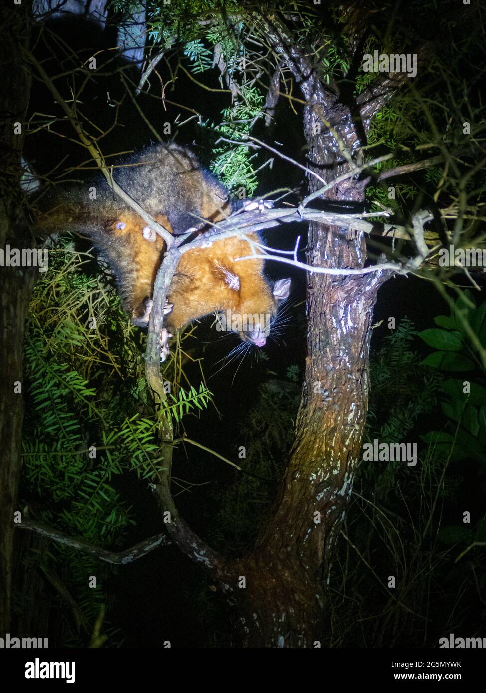 Ein Possum hoch oben in einem Baum hört auf, unter einem Scheinwerfer zu klettern. Dies sind Schädlingstiere in Neuseeland Stockfoto