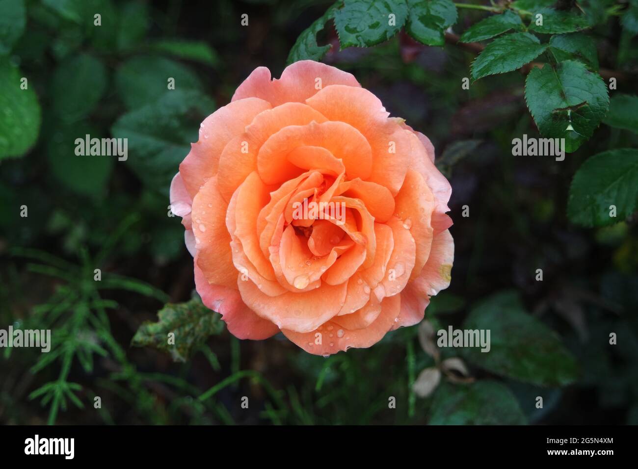 Belvedere Mit Frischer Aprikosenrosenblüte Stockfoto