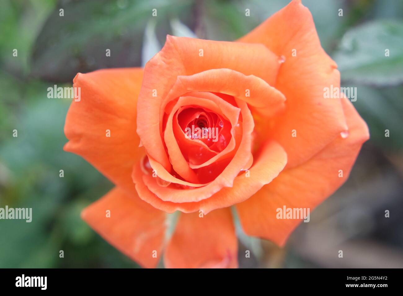 Goldgelbe Rose blüht mit Wassertropfen Stockfoto