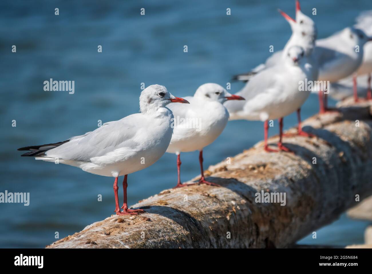 Eine Reihe von Möwen liegt auf einem alten Seebrücke. Möwen ruhen auf dem Wellenbrecher. Die europäische Heringsmöwe, Larus argentatus Stockfoto