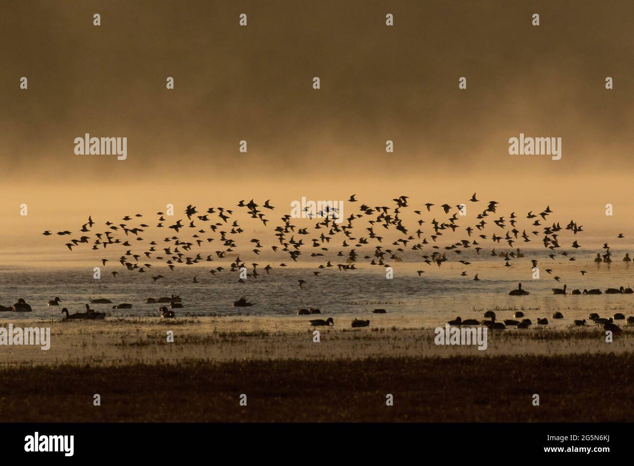 Sanderlinge, Calidris alba, fliegen an einem kalten Wintermorgen über eine neblige, mit Vögeln gefüllte Morro Bay, Kalifornien Mündung. Stockfoto