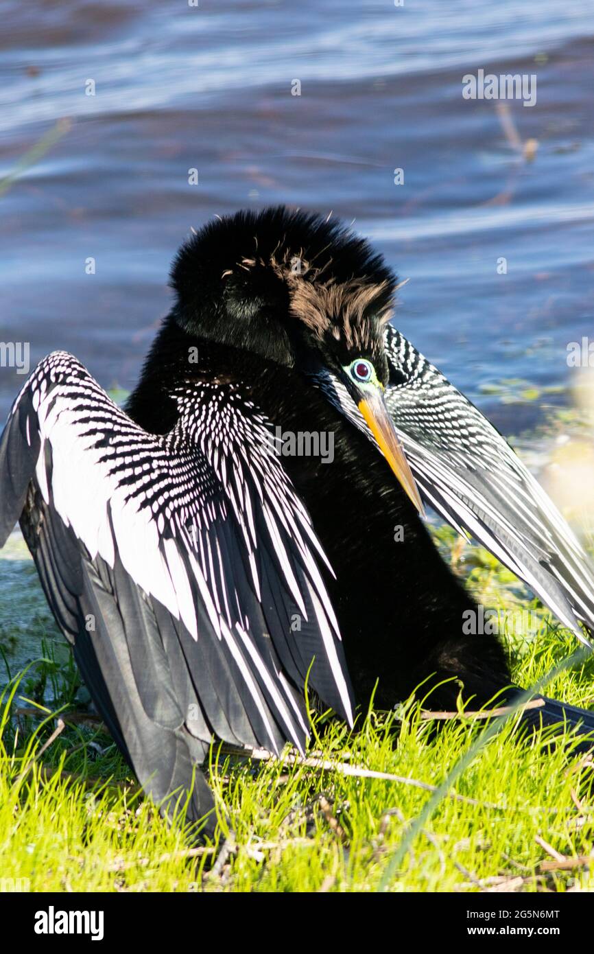 Ein erwachsener Rüde Anhinga im Zuchtgefieder, Anhinga anhinga, pfickt seine Federn an der Küste eines Feuchtgebiets in Florida. Stockfoto