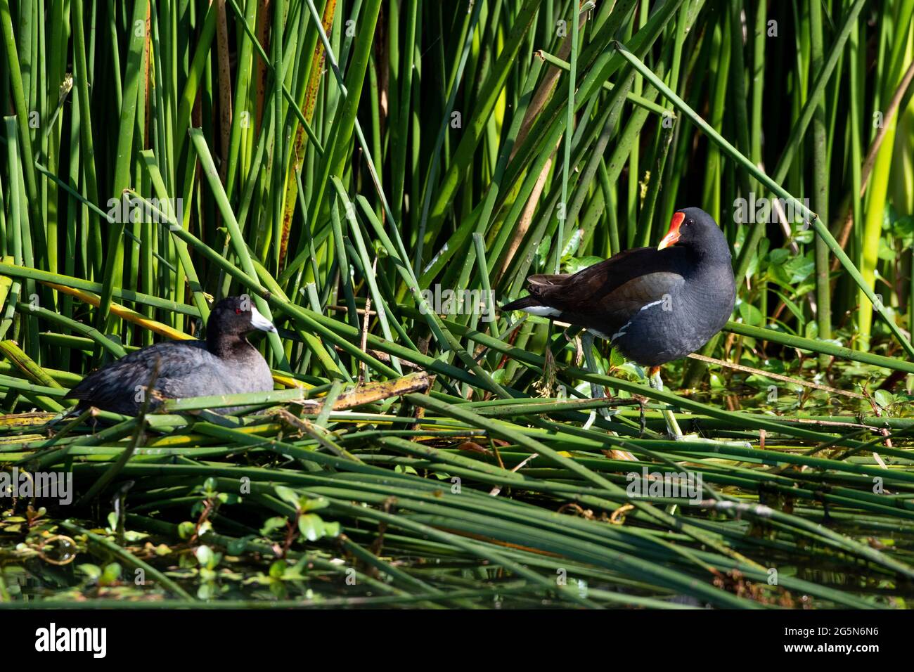 Ein erwachsener American Coot, Fulica americana und ein erwachsener Common Moorhen, Gallinula chloropus, in Kaliforniens Sumpfgebiet. Stockfoto