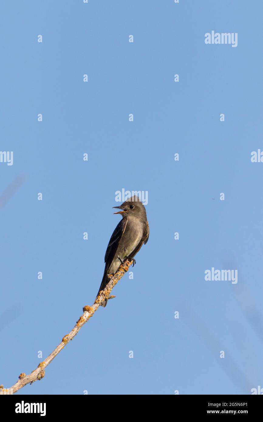 Contour cooperi, ein erwachsener, olivgrüner Fliegenfänger, thront auf einem toten Ast, als er im kalifornischen San Luis NWR nach fliegenden Insektenbeuten sucht. Stockfoto