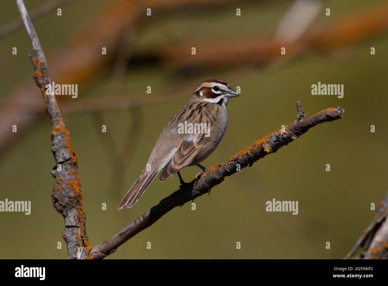 Ein erwachsener Lark Sparrow, Chondestes grammacus, thronte auf einem toten Ast in einem Korridor am kalifornischen San Luis NWR. Stockfoto