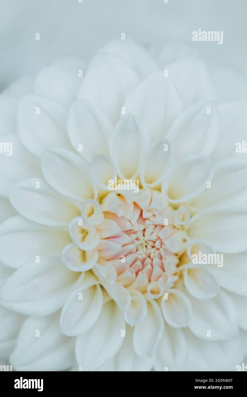 Weiße und cremefarbene Dahlien, detailreiche Blütenblätter mit Makro-Nahaufnahmen des Blumenzentrums. Stockfoto