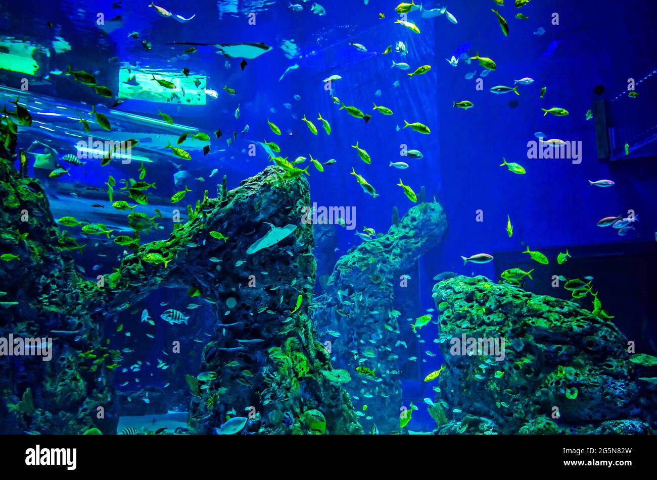 Ein großes, vom Boden bis zur Decke reichendes Aquarium mit Atlantischen Seeteufel und anderen Meereslebewesen bietet Besuchern ein immersives Erlebnis im Mississippi Aquarium. Stockfoto