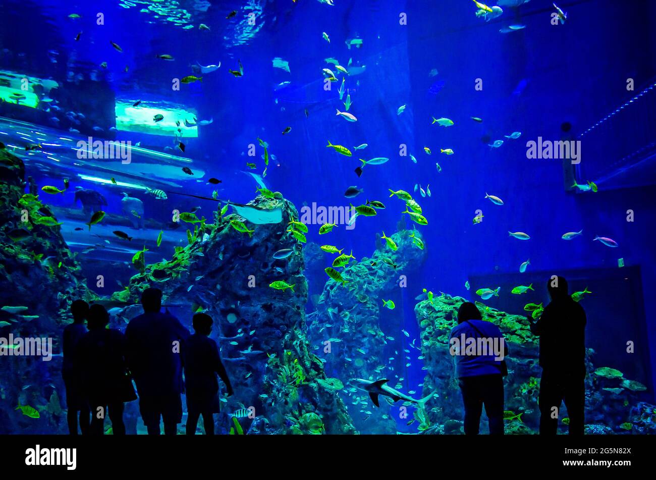 Ein großes, deckenhohes Aquarium bietet Besuchern ein immersives Erlebnis im Mississippi Aquarium. Stockfoto