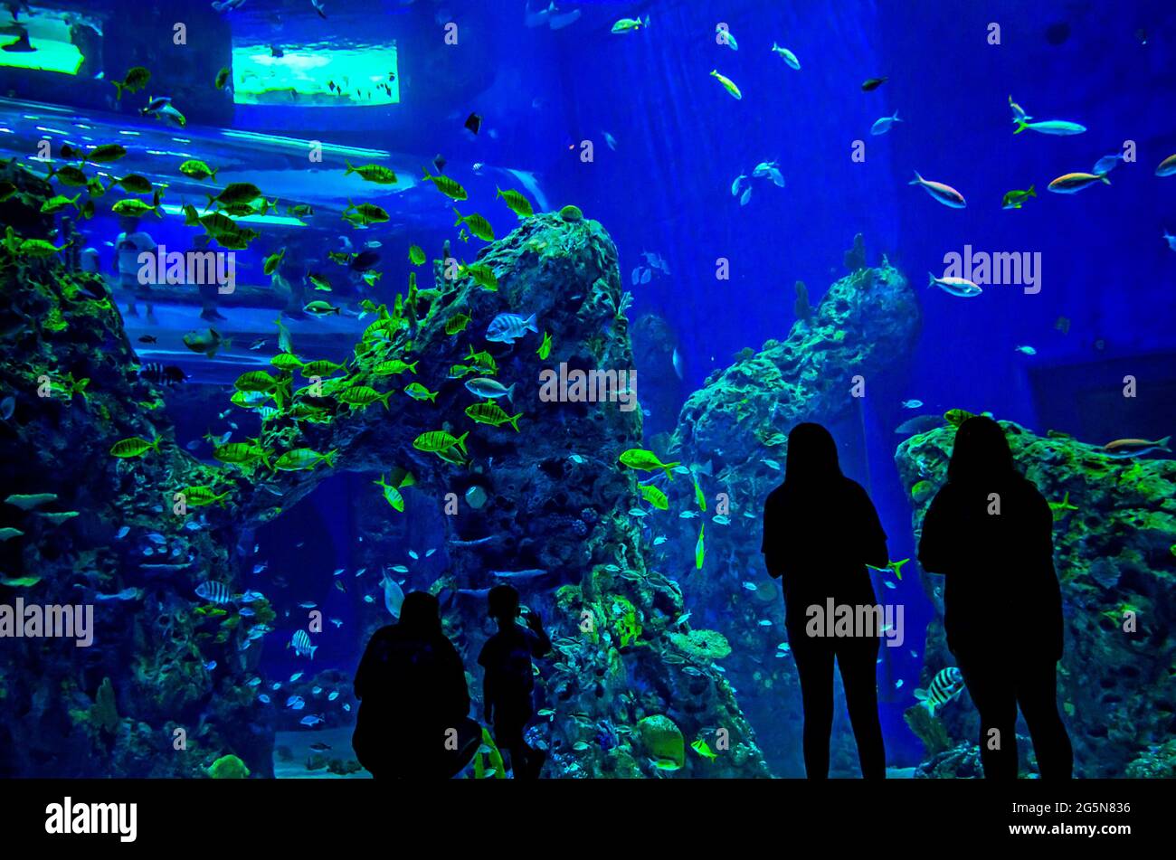 Ein großes, vom Boden bis zur Decke reichendes Aquarium mit Atlantischen Seepochen bietet Besuchern ein immersives Erlebnis im Mississippi Aquarium. Stockfoto