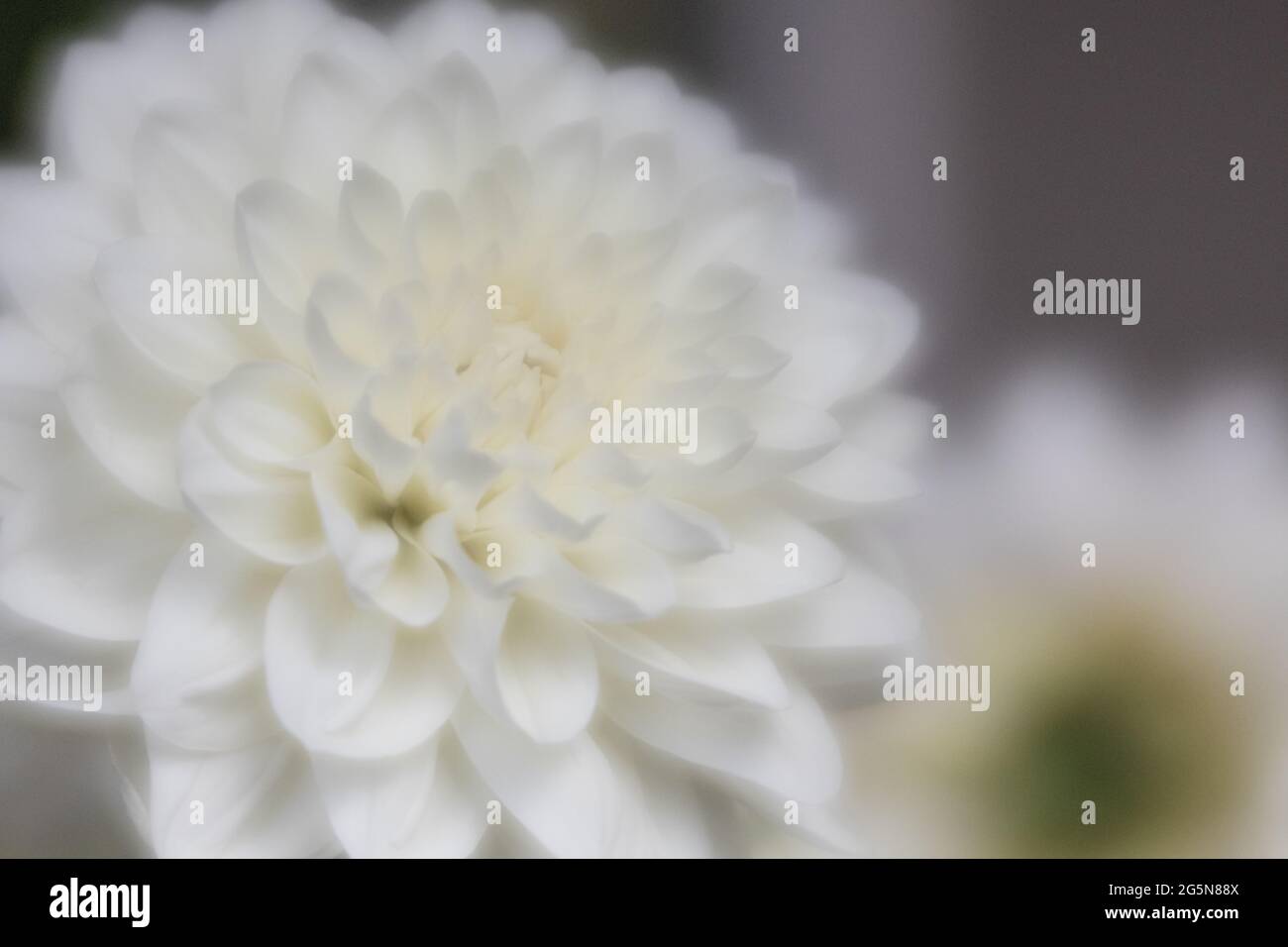 Weiße und cremefarbene Dahlien, detailreiche Blütenblätter mit Makro-Nahaufnahmen des Blumenzentrums. Stockfoto