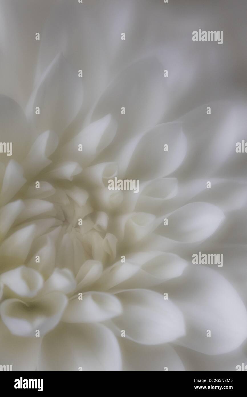 Weiße und cremefarbene Dahlien, detailreiche Blütenblätter mit Makro-Nahaufnahmen des Blumenzentrums. Stockfoto