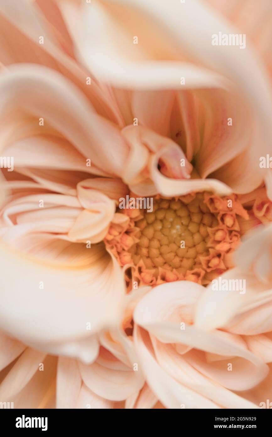 Pfirsichfarbene, hellrosa Pastell-Dahlien, detaillierte Blütenblätter mit Makro-Nahaufnahmen des Blumenzentrums. Stockfoto