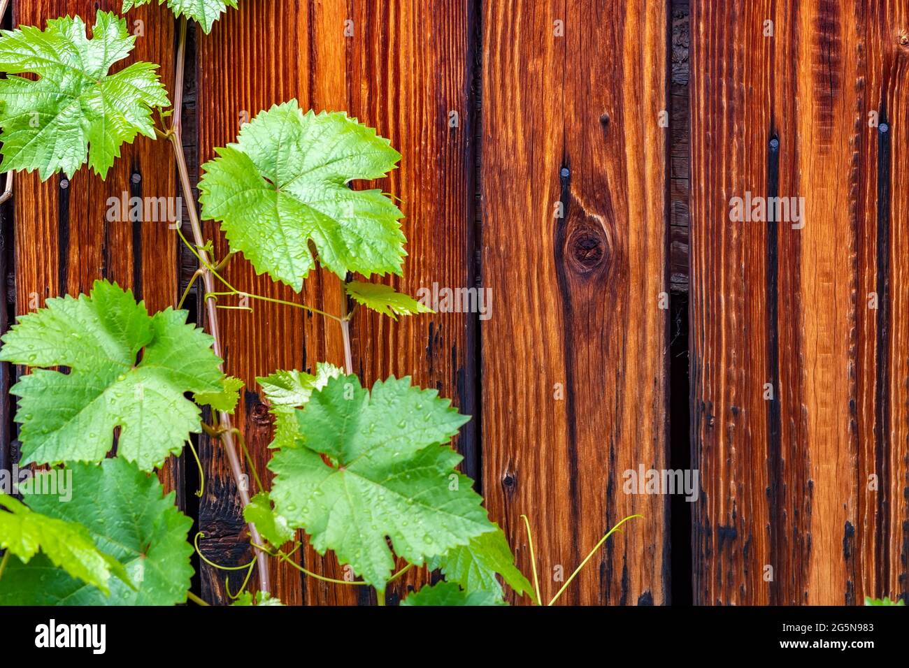 Schöne Holzbretter mit Mastix mit grünen Traubenblättern bemalt Stockfoto