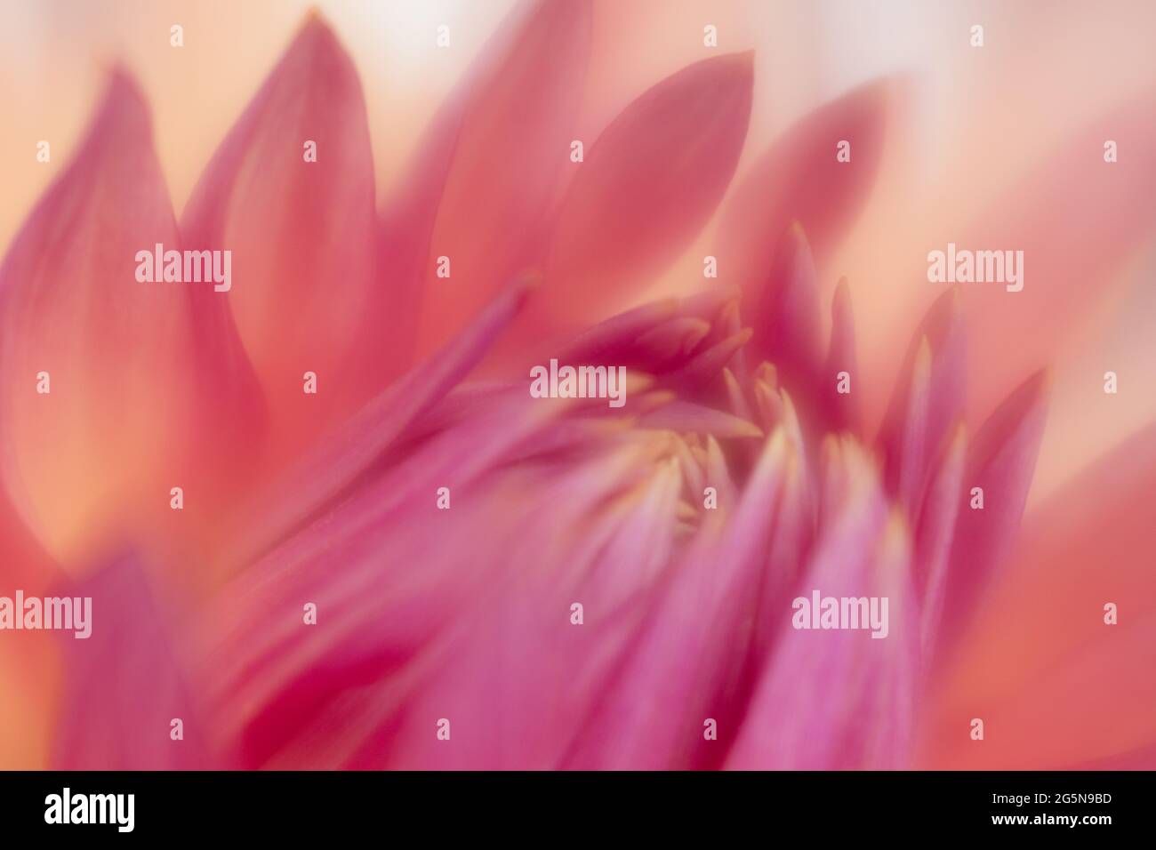 Rosafarbene Pastell-Dahlien, detailreiche Blütenblätter mit Makro-Nahaufnahmen des Blumenzentrums. Stockfoto