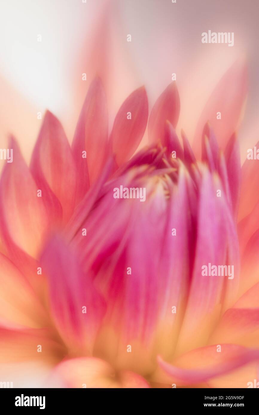 Rosafarbene Pastell-Dahlien, detailreiche Blütenblätter mit Makro-Nahaufnahmen des Blumenzentrums. Stockfoto