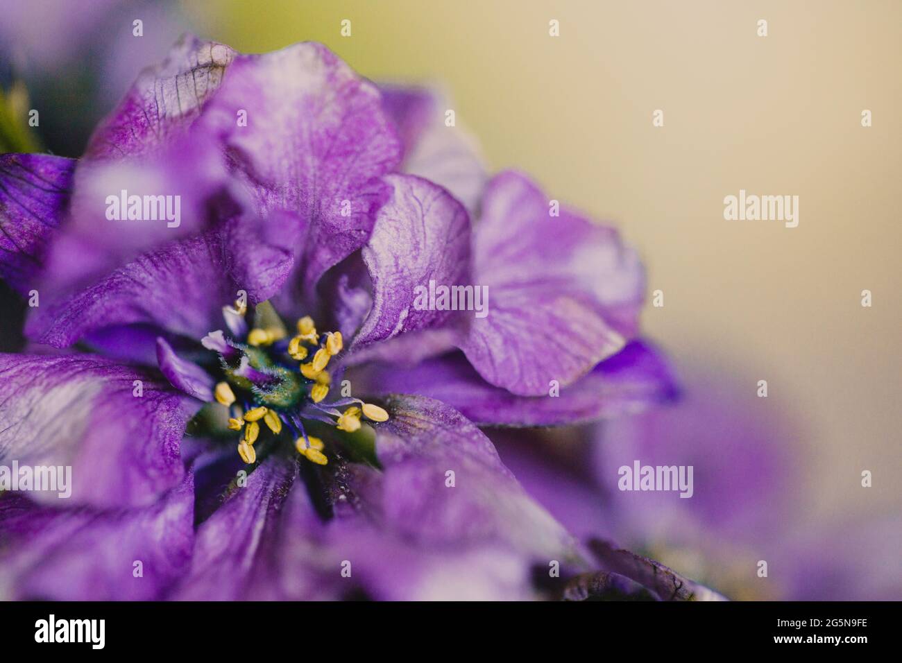 Lila und rosa Blüten mit geringer Schärfentiefe, Makrofotografie mit einem Objektiv Baby Velvet Manual Art Stockfoto