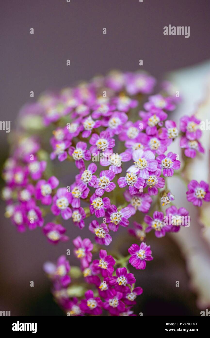 Lila und rosa Blüten mit geringer Schärfentiefe, Makrofotografie mit einem Objektiv Baby Velvet Manual Art Stockfoto