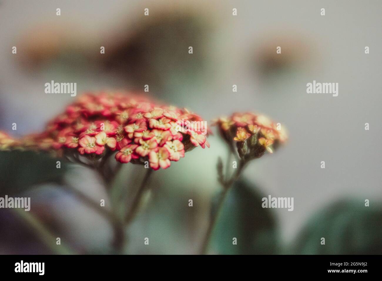 Lila und rosa Blüten mit geringer Schärfentiefe, Makrofotografie mit einem Objektiv Baby Velvet Manual Art Stockfoto