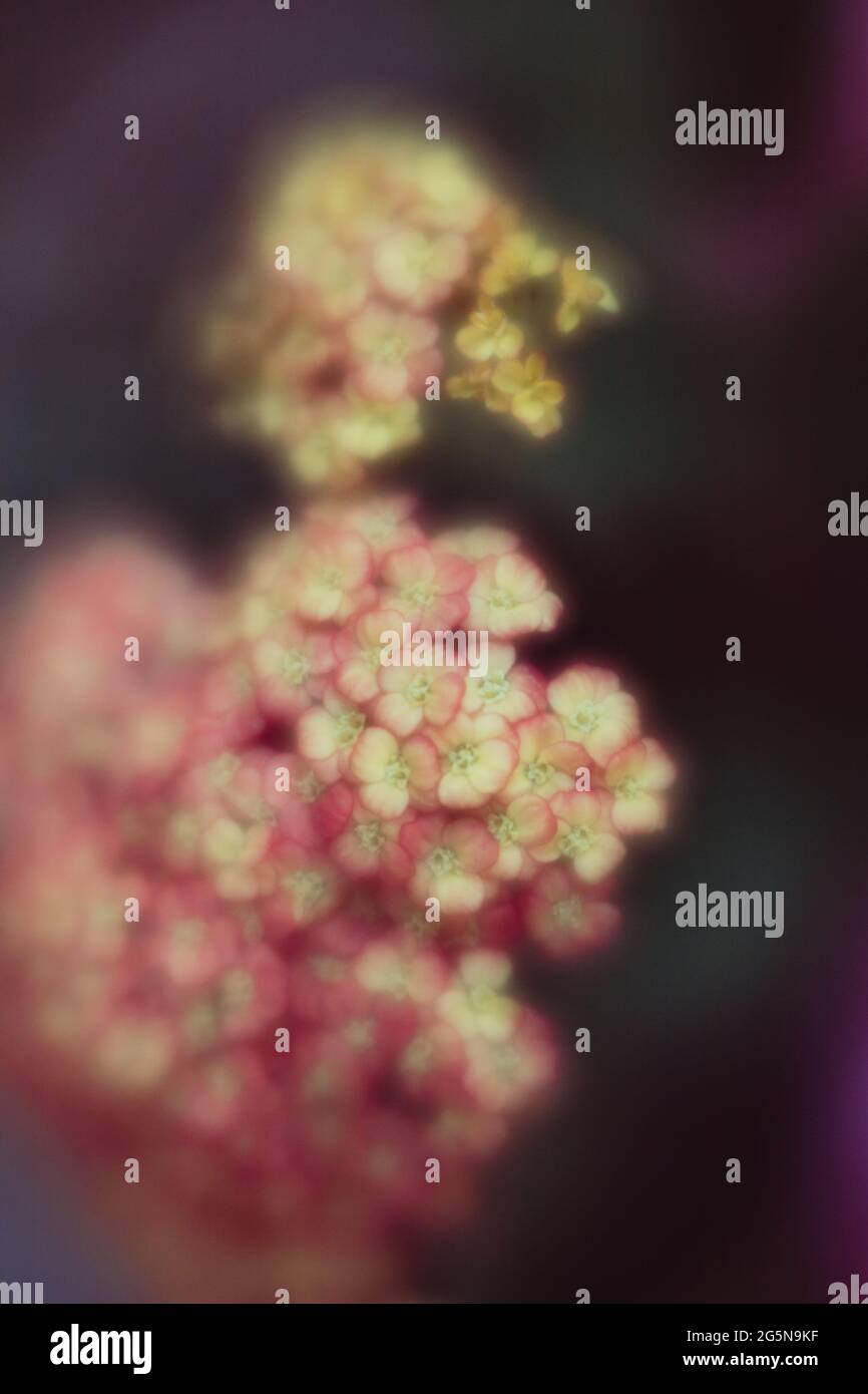 Lila und rosa Blüten mit geringer Schärfentiefe, Makrofotografie mit einem Objektiv Baby Velvet Manual Art Stockfoto