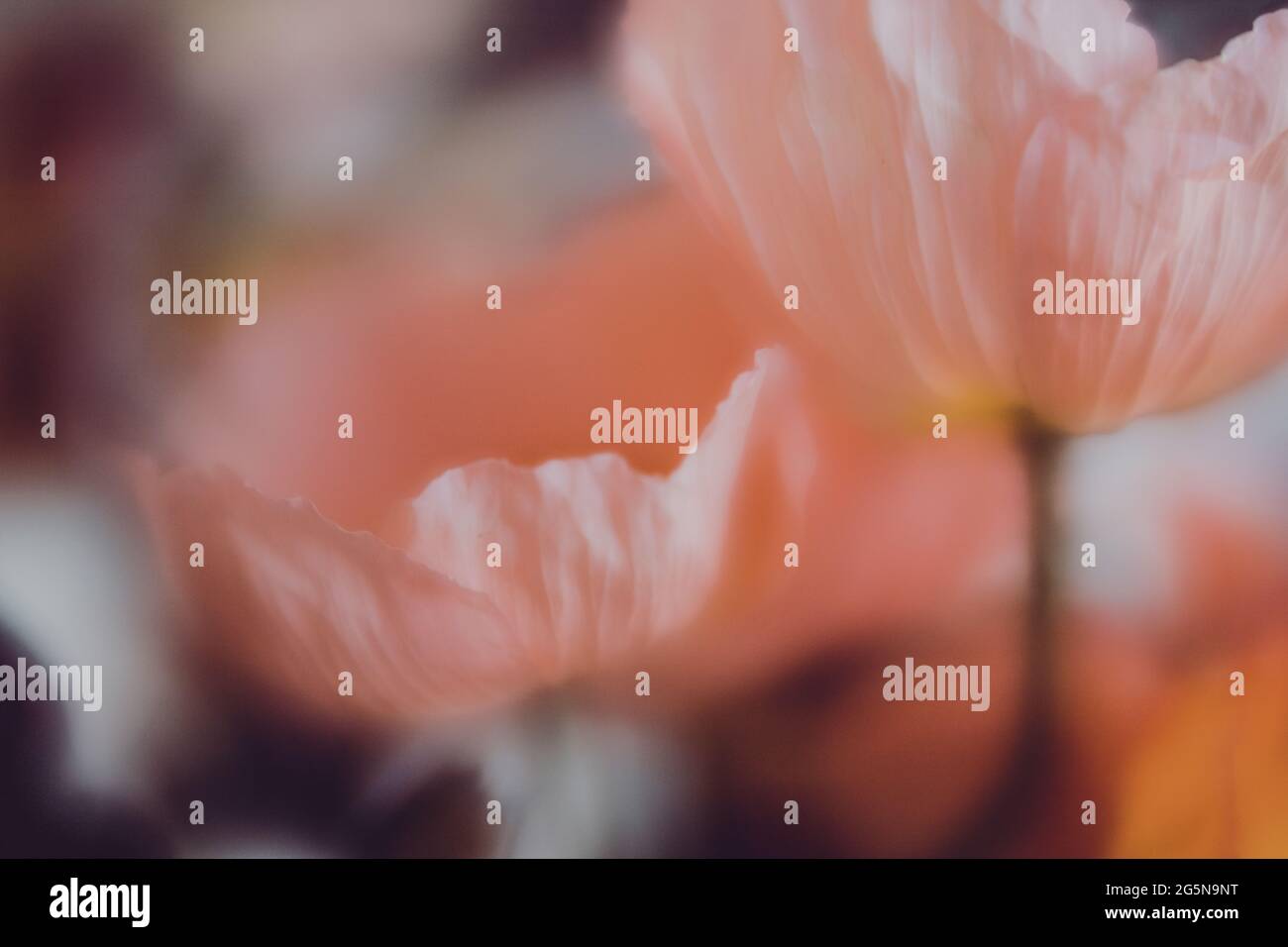Mohnblumen mit einem Fokus auf eine Blume, Nahaufnahme Makro Detail der Mitte der Blume. Papaveraceae Stockfoto