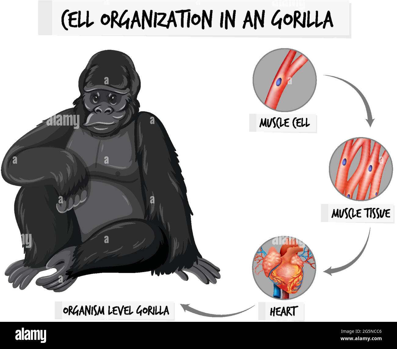 Diagramm, das die Zellorganisation in einer Gorilla-Illustration zeigt Stock Vektor