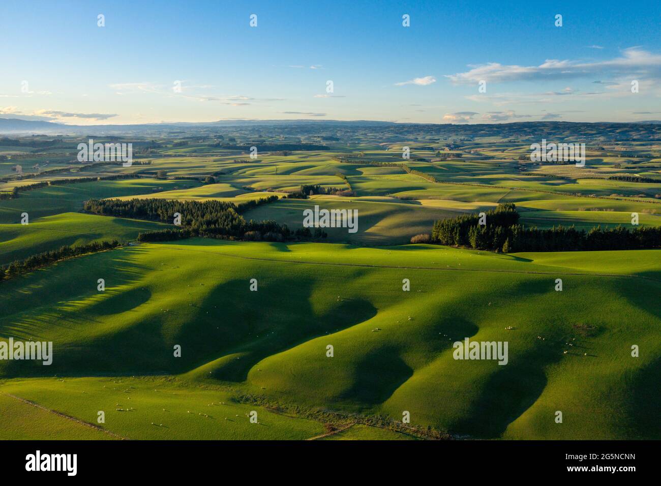 Luftaufnahme von Southland Farmland und Schafen, Neuseeland Stockfoto