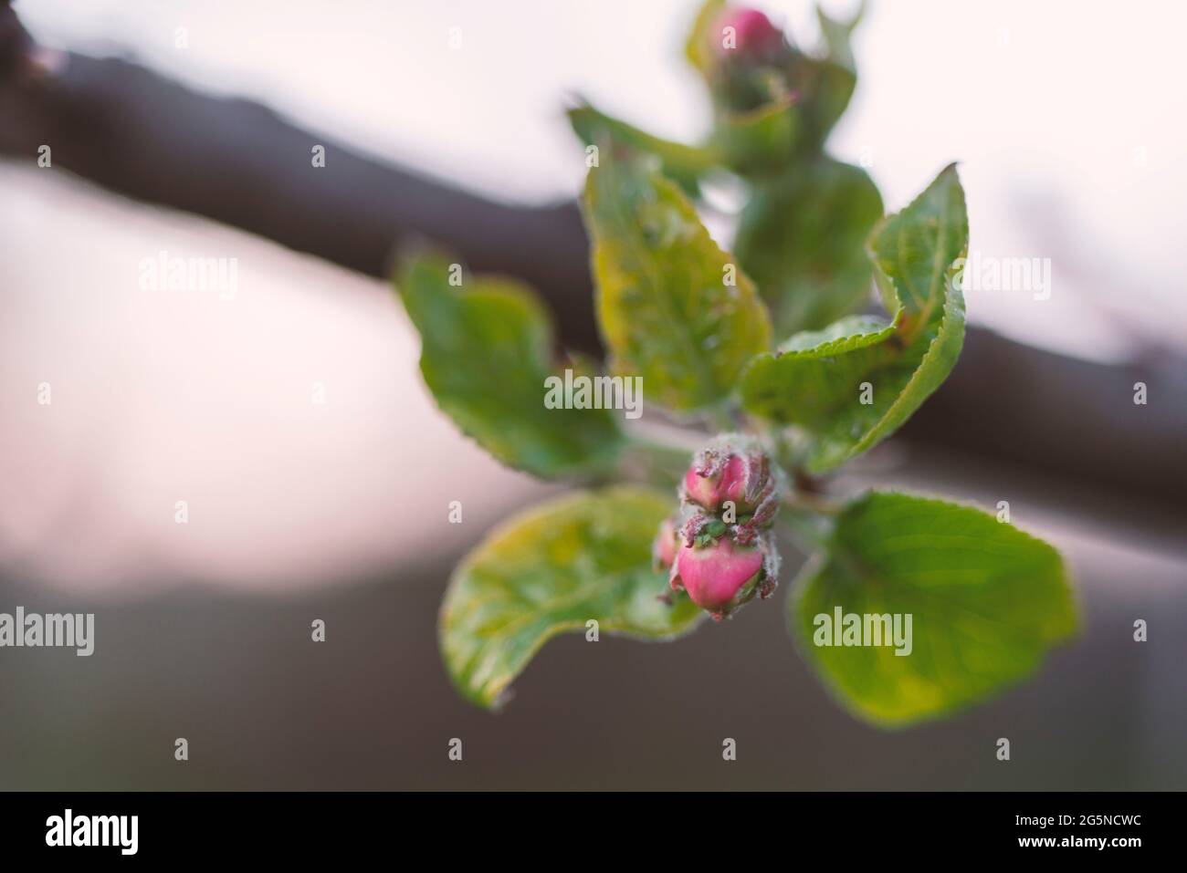 Frische Apfelbaumknospe im Frühling Stockfoto