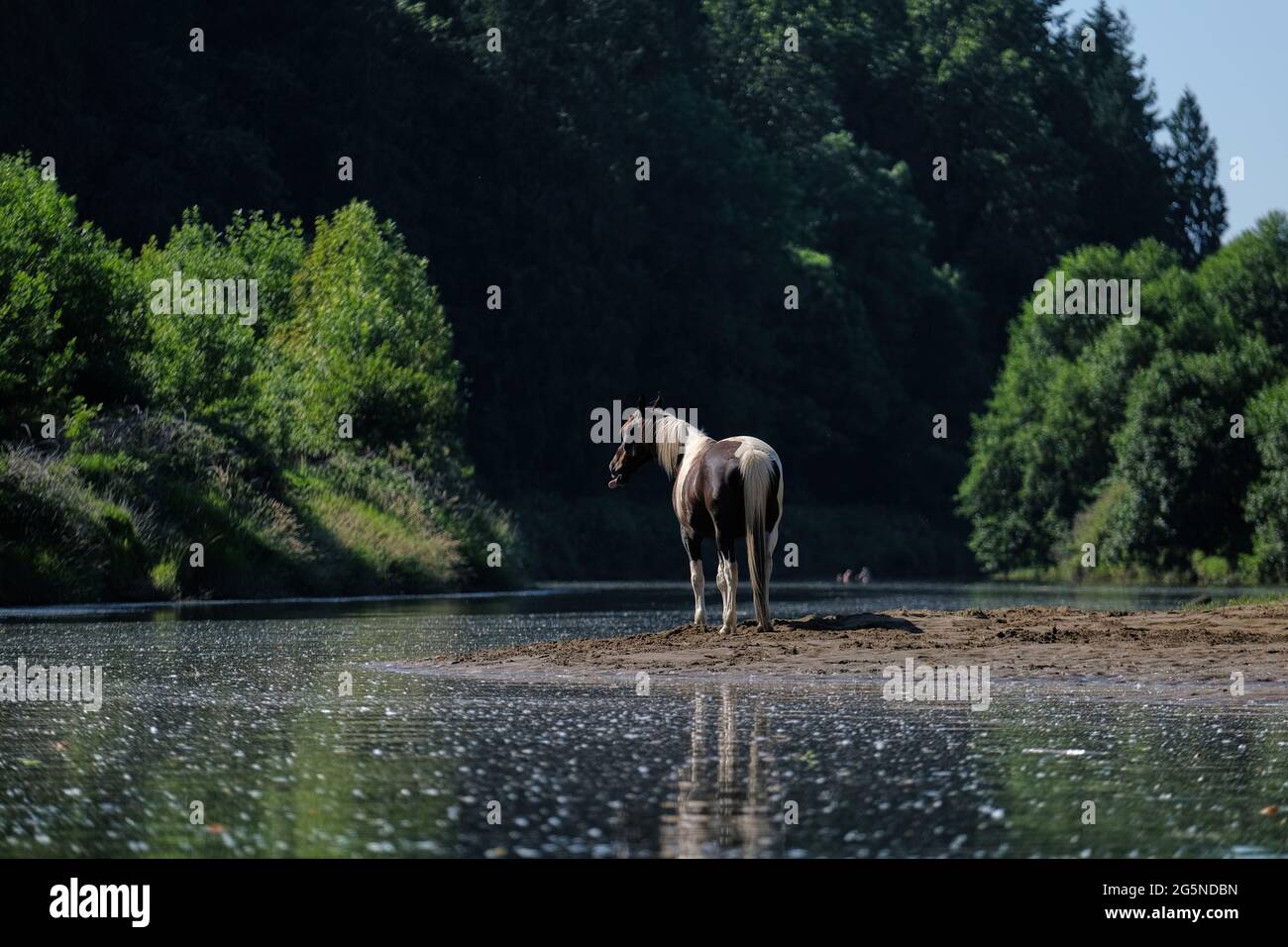 Ein Pferd sucht am 27. Juni 2021 während einer Rekordhitzewelle im Pazifischen Nordwesten kühlere Luft auf der East Fork des Lewis River außerhalb des La Center, Wash. (Foto von Alex Milan Tracy/Sipa USA) Stockfoto