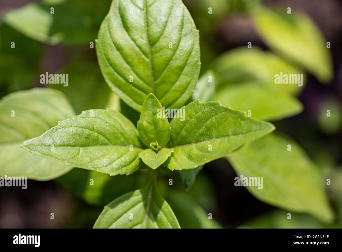 Makroaufnahme von Basilikumblättern im Garten, ökologischer Landbau Stockfoto