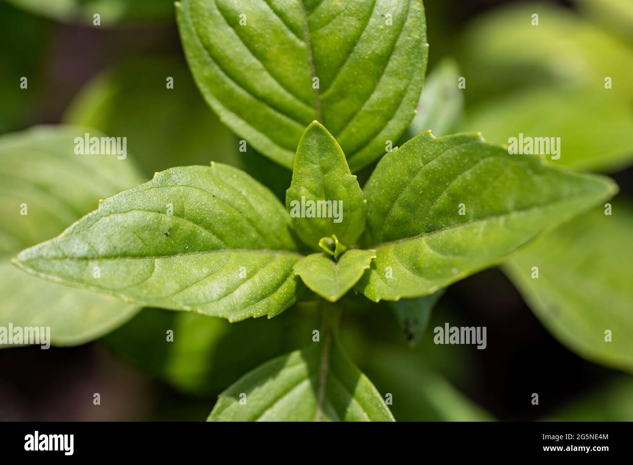 Makroaufnahme von Basilikumblättern im Garten, ökologischer Landbau Stockfoto