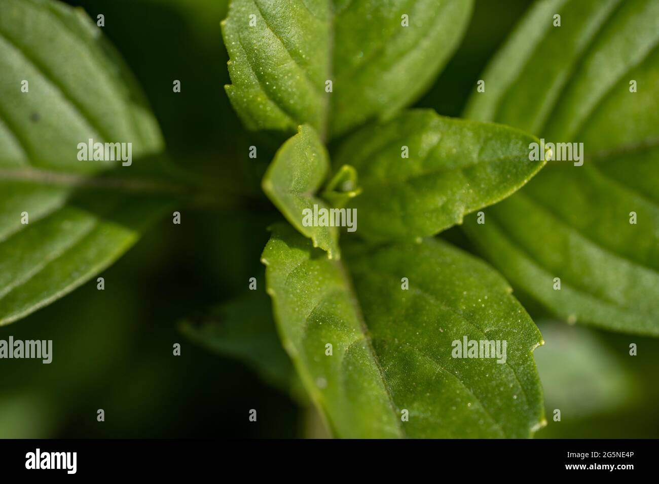 Makroaufnahme von Basilikumblättern im Garten, ökologischer Landbau Stockfoto