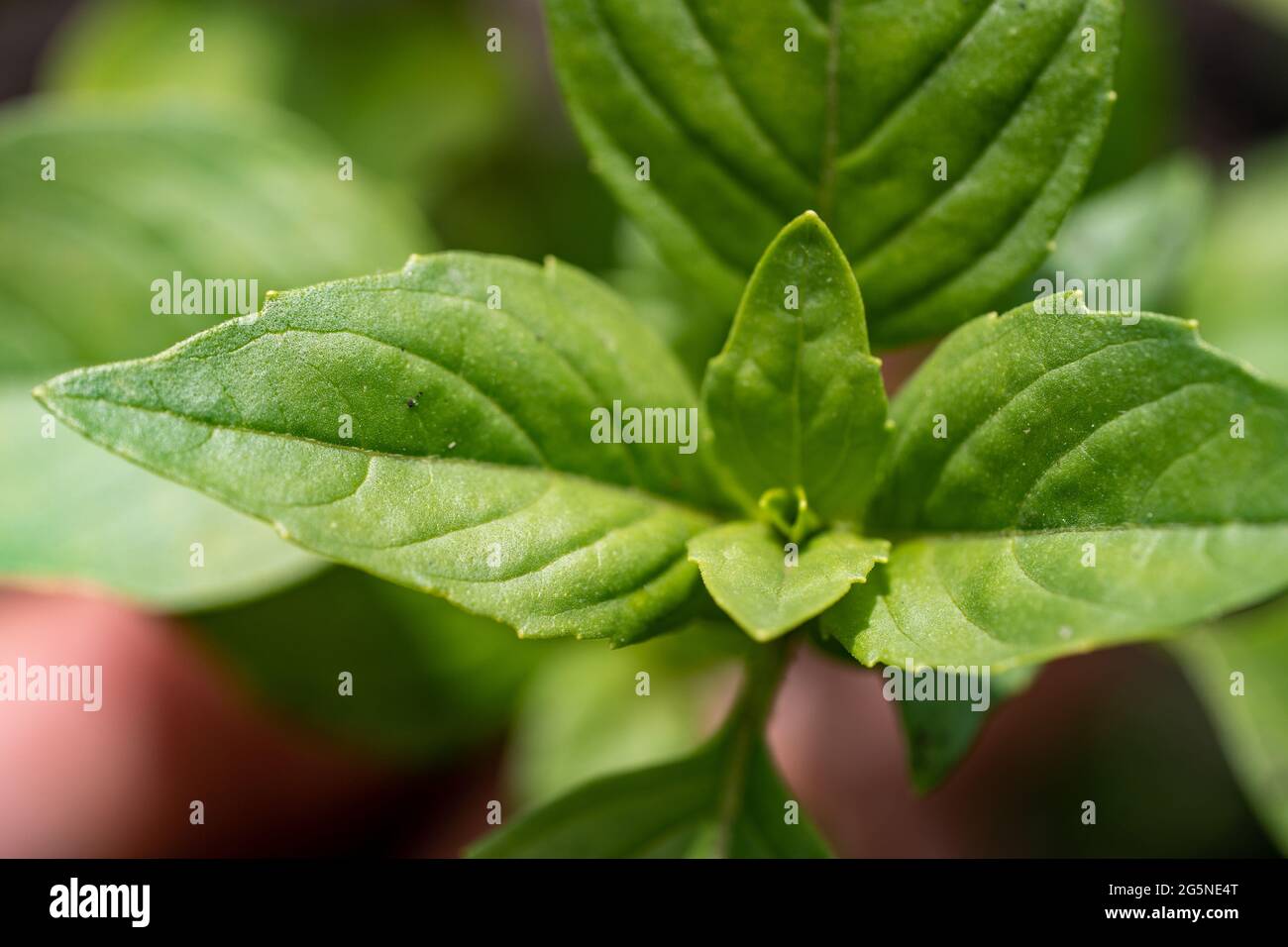 Makroaufnahme von Basilikumblättern im Garten, ökologischer Landbau Stockfoto