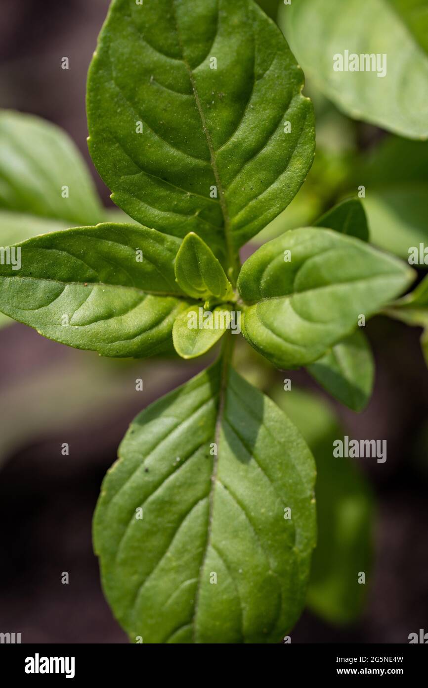 Makroaufnahme von Basilikumblättern im Garten, ökologischer Landbau Stockfoto