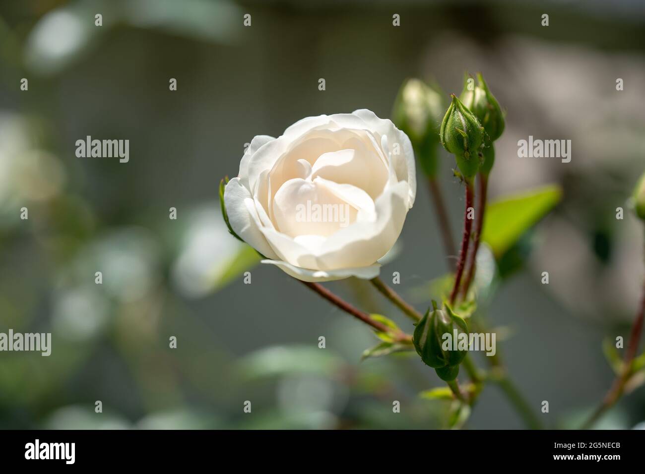 Makroaufnahme der weißen Rose in einem Garten, Raum kopieren Stockfoto