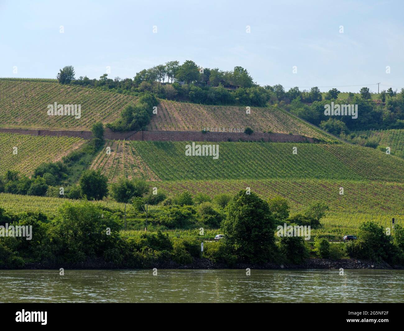 Weinberge bei Mainz, Rheinland-Pfalz, Deutschland, Europa Stockfoto