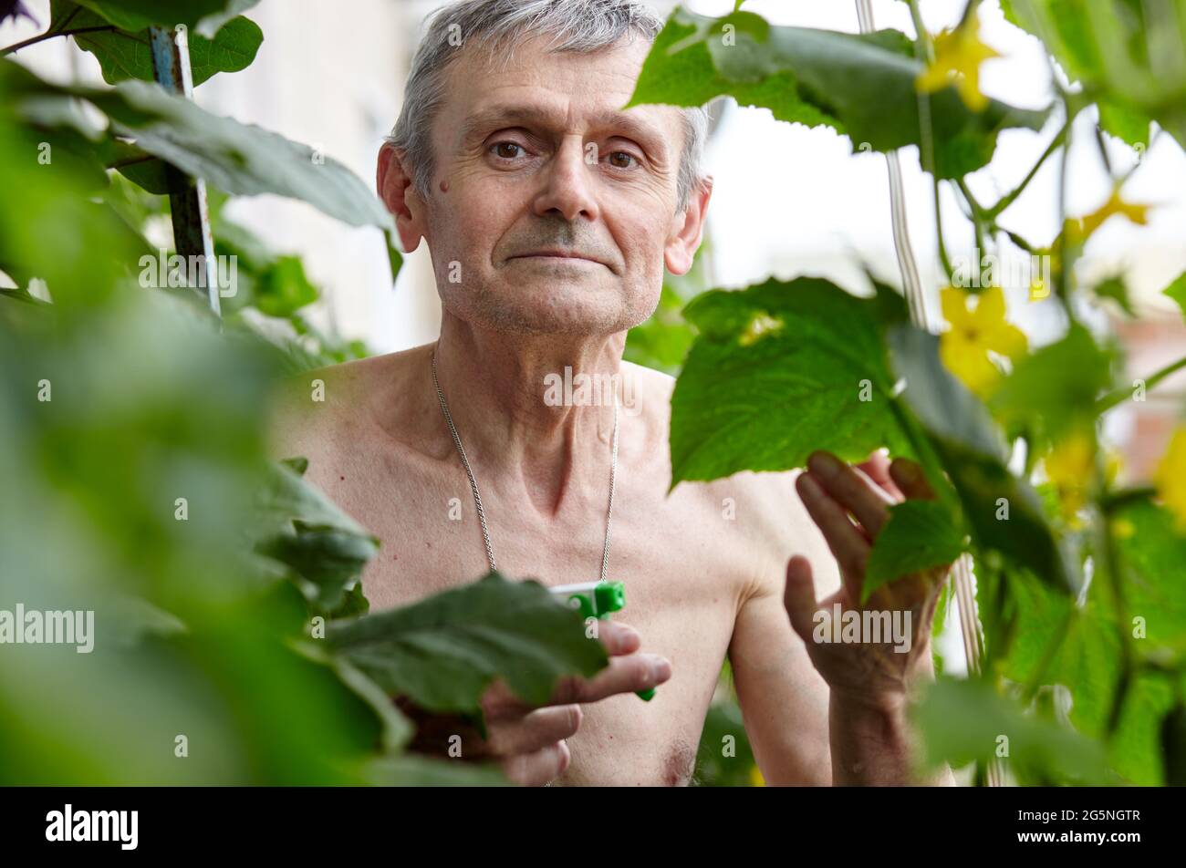 Alter Mann, der im Gewächshaus gärtnerte. Porträt eines glücklichen älteren Mannes Stockfoto