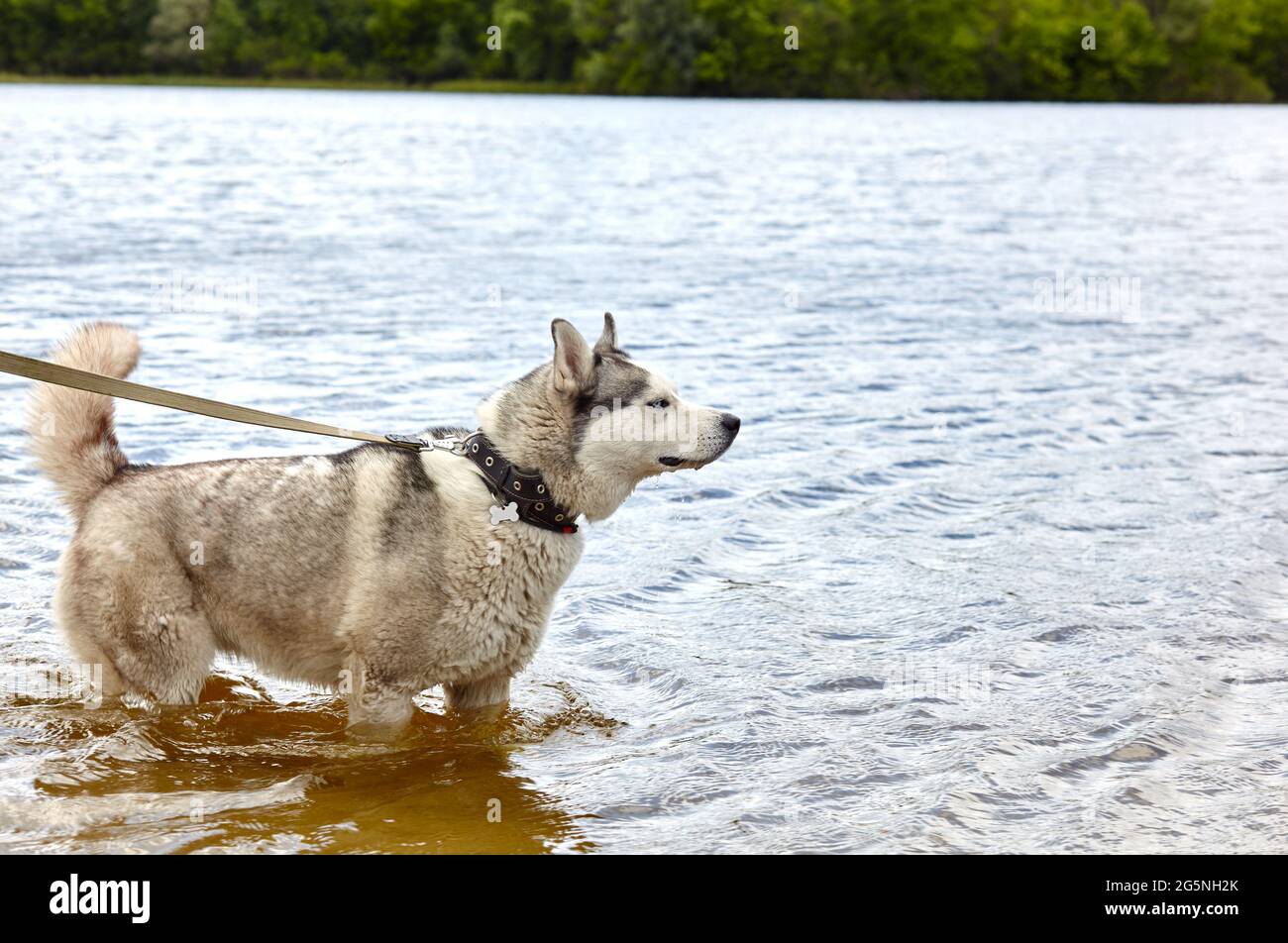 Sibirischer Husky im Wasser. Husky Hund auf Naturwanderung Stockfoto