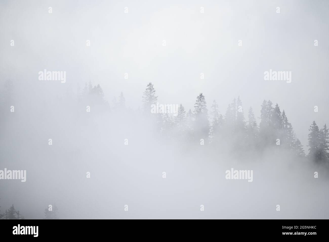 Mistische Landschaft in einem Alpenwald in den berner alpen Stockfoto